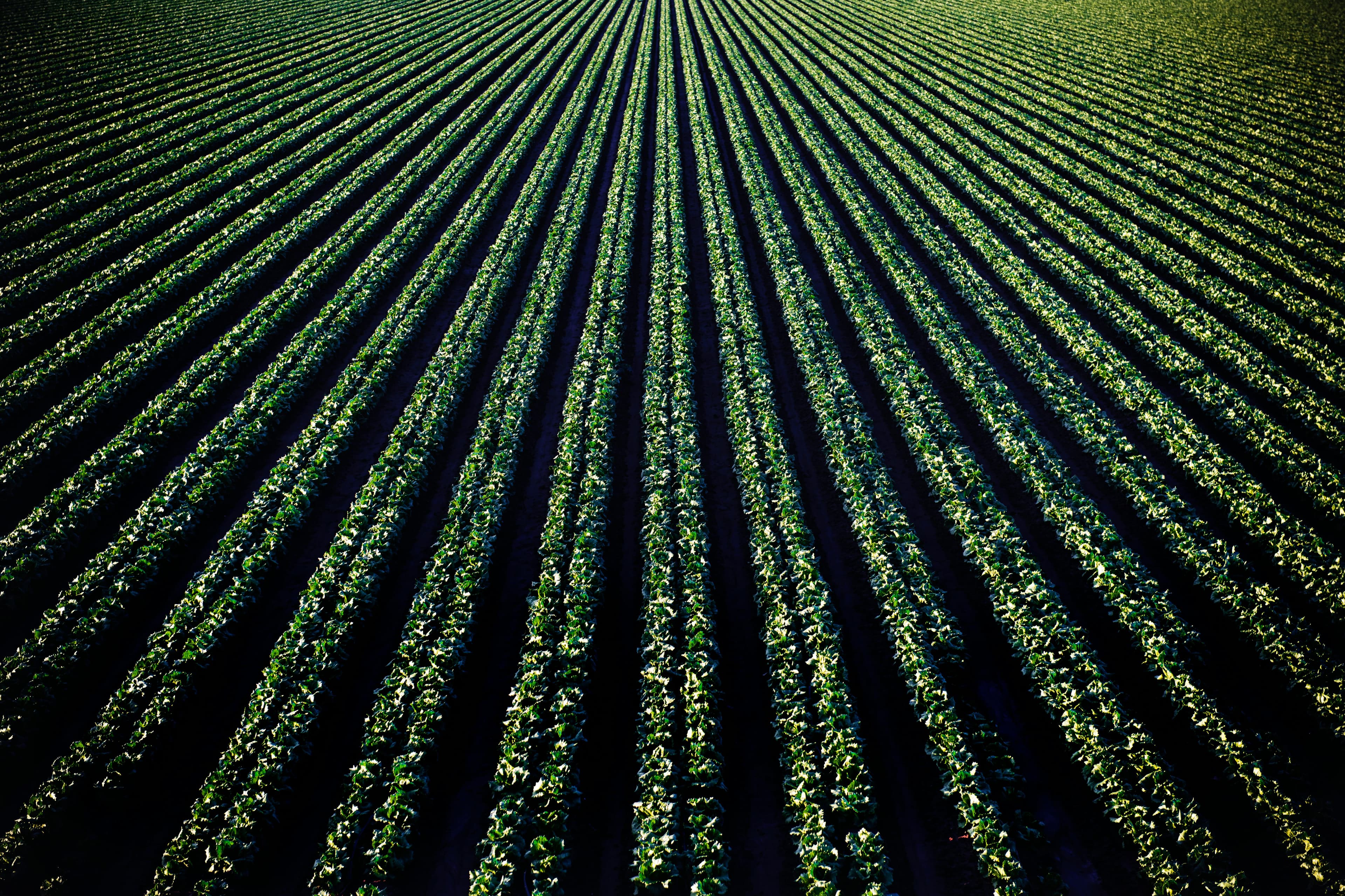 plantação de arroz em um final de tarde