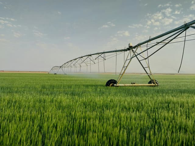 grande campo de trigo verde, com pivôs de irrigação em cima cobrindo o campo inteiro